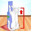 Ensinando seu gato a usar um arranhador