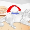 Mime o seu gato