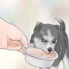 Treinando e cuidando do seu novo filhote de husky siberiano