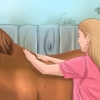 Deixe seu cavalo confiar e respeitá-lo