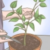 Podando sua planta de pimentão