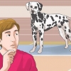 Vestir-se como um cachorro (para cosplay)