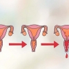 Determine o seu dia mais fértil para engravidar