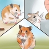 Cuidando do seu hamster doente