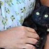 Lavando gatinhos jovens
