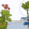 Crescendo kalanchoe