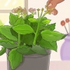 Poda de kalanchoe