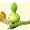 Cultivo de cabaças