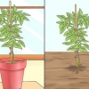 Cultivo de canela