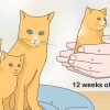 Separando gatinhos da mãe gata para adoção
