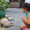 Acariciando gatos nos lugares certos