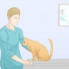 Fazer com que os gatos parem de fazer xixi no tapete