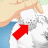 Verificando gatos para ácaros da orelha