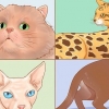 Reconhecer raças de gatos