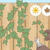 Cultivo de hera a partir de estacas