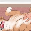 Escovar os emaranhados do pelo de um cachorro