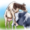 Inseminação artificial de vacas e novilhas