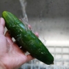 Fazendo água de pepino