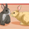 Acostumando os coelhos uns aos outros