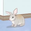 Criando coelhos