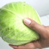 Cozinhar repolho