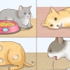Reduzindo a febre em gatos