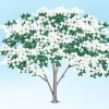 Poda de corniso