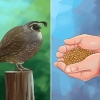 Alimentando codornas