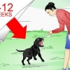 Treinamento de labradores retrievers