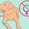 Criação de labradores
