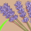 Poda e colheita de lavanda