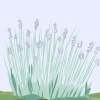 Poda de lavanda