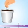 Cultivo de lavanda a partir de sementes
