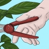 Lâmpadas de lírio hibernação