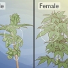 Distinguindo as plantas de cannabis masculinas das femininas
