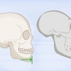 Identificando ossos humanos
