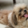 Brincando com um cachorrinho