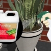 Remova formigas de vasos de plantas