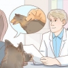 Lidando com problemas comuns de acasalamento em cães
