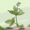 Remova as ervas daninhas com uma enxada