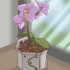 Transplante de orquídeas
