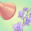 Regar orquídeas