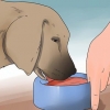 Reduzindo o derramamento excessivo em cães