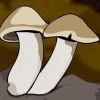 Cultivo de cogumelos