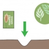 Cultivo de grama dos pampas