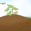 Cultivo de mamão