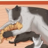 Doando gatinhos recém-nascidos