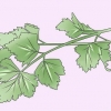Cultivo de salsa