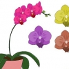 Cuidados com orquídeas phalenopsis (orquídeas borboleta)