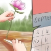 Compartilhando e transplantando peônias